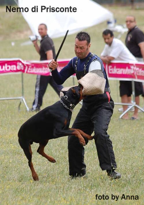 Nemo_di_Prisconte_5.jpg