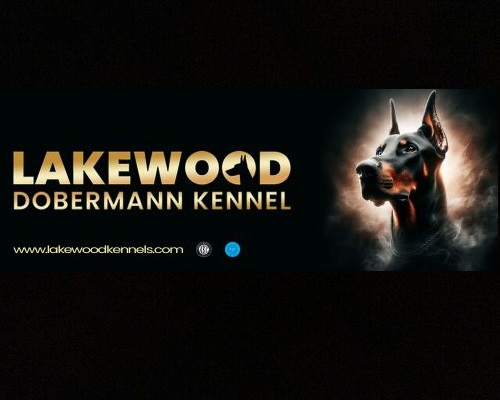 Lakewood dobermanns