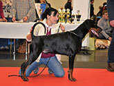 http://www.the-dobermann.com/males/5840-boss-baltic-residence